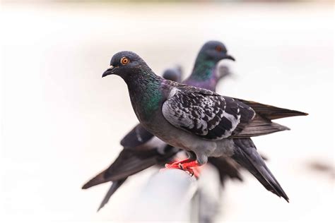 Palomas Y T Rtolas Peque As Celebrate Urban Birds