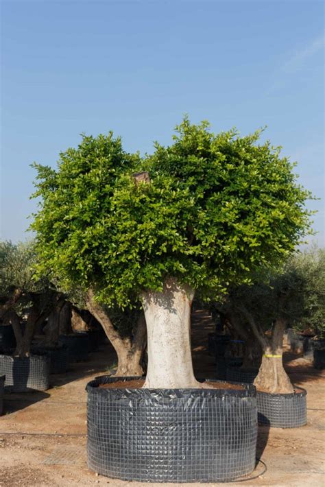 Ficus Nítida Ejemplar Ficus Benjamina Illici Plants