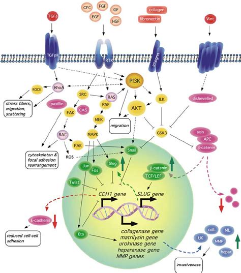 Types Of Signal Transduction Pathways