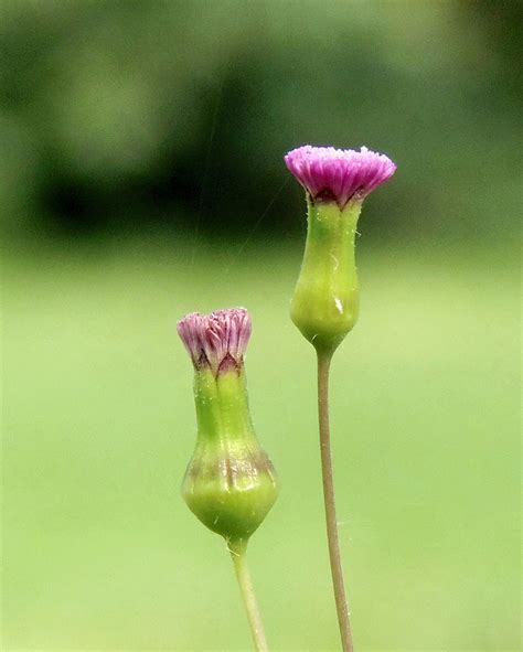 Emilia Sonchifolia Asteraceae Image At Phytoimages Siu Edu