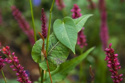 Persicaria Leaf Difference Scott Weber Flickr