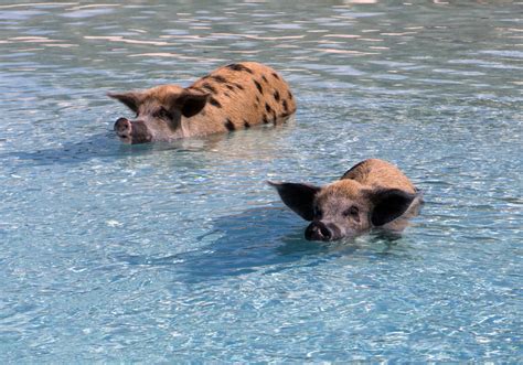 The Swimming Pigs Of The Exumas