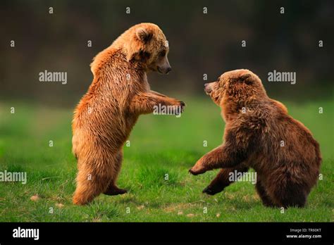 European Brown Bear Ursus Arctos Arctos Two Bear Cubs Playing In A