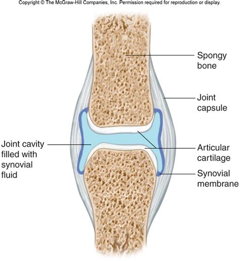 Bone Pictures II - Labeled Drawn | Chandler Physical Therapy