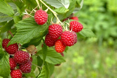 L Entretien Des Framboisiers En Juillet Un Guide Complet Pour