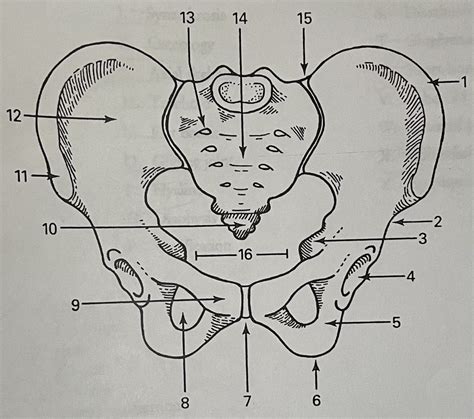 RT Anatomy Lowers Diagram Pelvis Diagram Quizlet