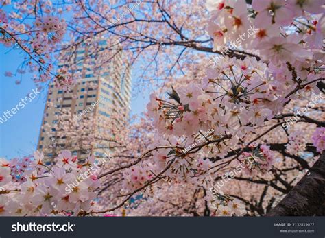 4,254 Meguro sakura Images, Stock Photos & Vectors | Shutterstock