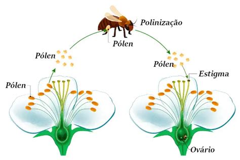 Polinização Chave Da Fertilização Mundo Ecologia