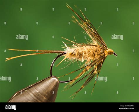 Hares Ear Nymph Trout Fishing Fly Hi Res Stock Photography And Images