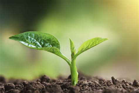 Brote Que Crece De La Tierra Foto De Archivo Imagen De Ambiental