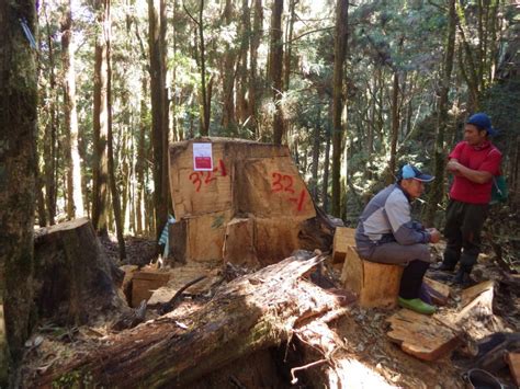 追緝山老鼠盜伐熱點：竹投嘉3縣 生活 自由時報電子報