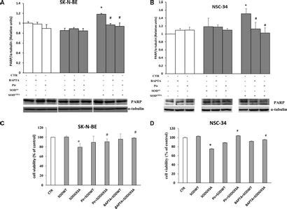 Frontiers Effect Of Mutated Cu Zn Superoxide Dismutase Sod G A On