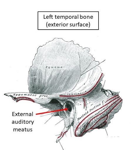 External Acoustic Meatus Relations