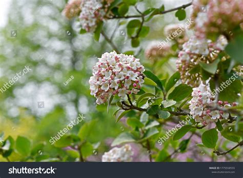 Fragrant Viburnum Tree Form Features Showy Stock Photo 1775558555