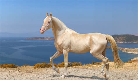 Most Expensive Horse In The World