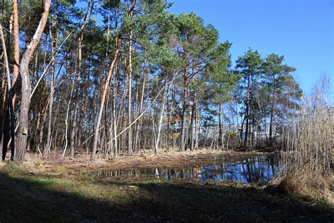 Biotop Lautzenhartslache C Hans Schwarting Naturgucker De