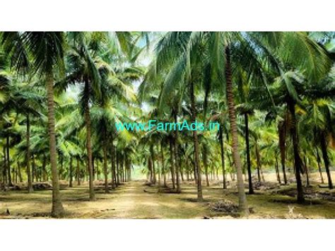 Acres Beautiful Coconut Farm For Sale In Udumelpet Udumalapet