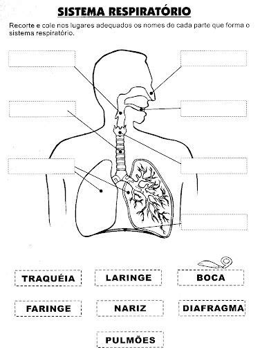 Atividades Sobre O Corpo Humano Parte Atividade Corpo Humano