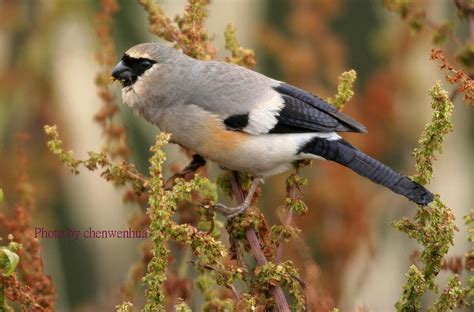 Grey Headed Bullfinch Pyrrhula Erythaca Photo Call And Song