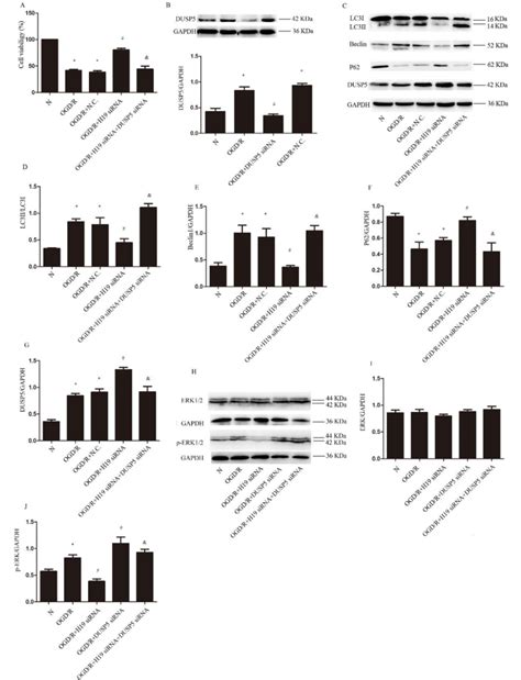 Lncrna H Induces Autophagy Through Dusp Erk Axis A The Cell