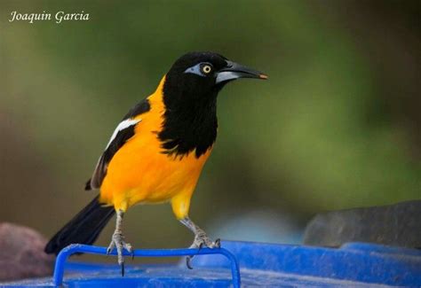 Trupial Bird of Curaçao