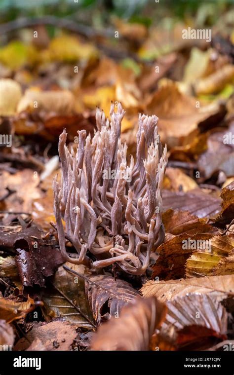 Grey Coral Fungus Clavulina Cinerea Or Upright Coral Fungus Ramaria