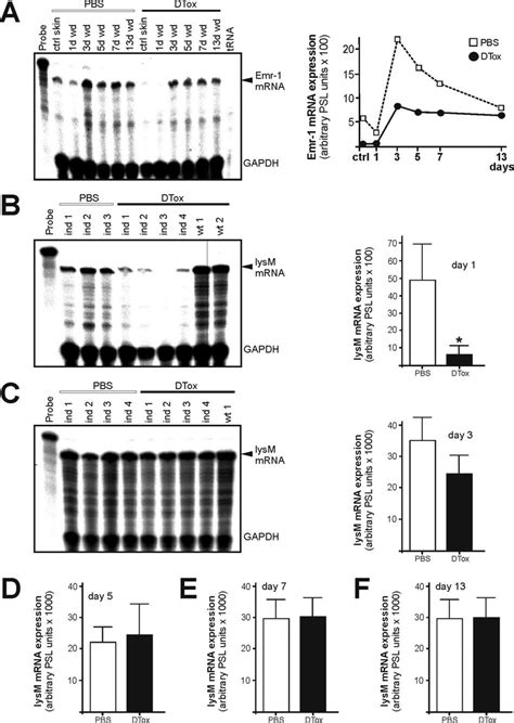 Analysis Of Wound Macrophages In Dtox Injected Lysm Cre Dtr Mice A