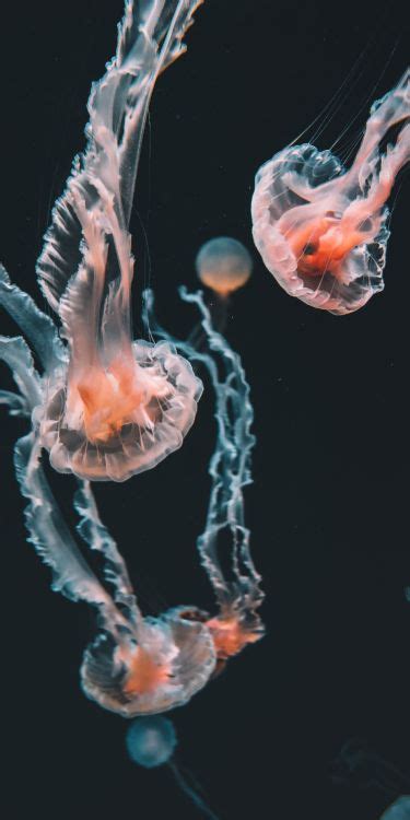 Les Fonds Décran Méduse Boîte Méduse Bleue Méduse Pelagia Noctiluca