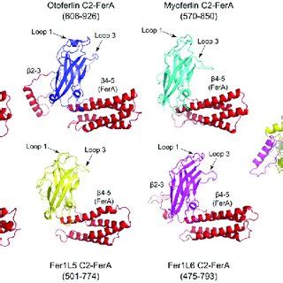 C B Models From Dysferlin C B Green Otoferlin C B Blue Myoferlin