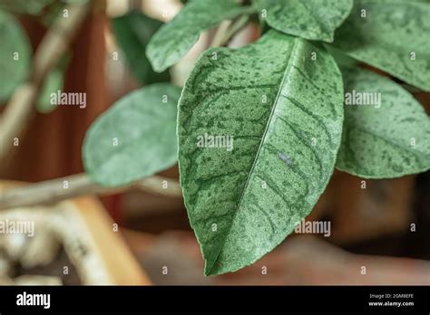 Lemon Tree Diseases Hi Res Stock Photography And Images Alamy