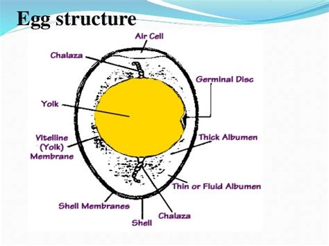 Egg structure and chemical composition