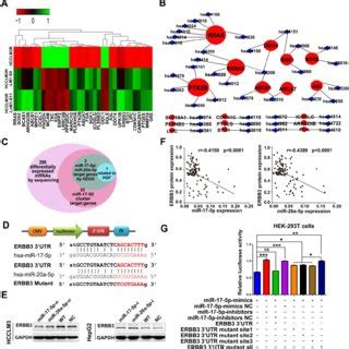 Erbb Identified As A Direct Downstream Target Of Mir P And