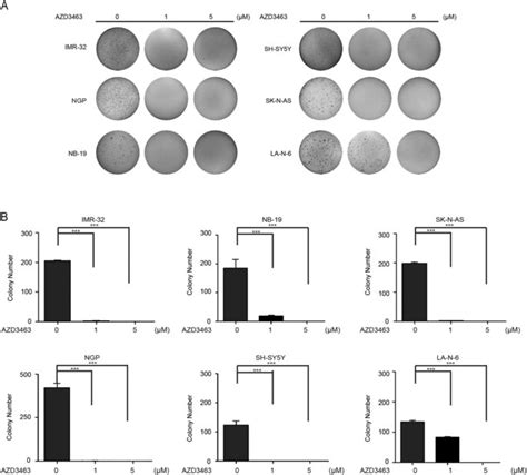 AZD3463 Suppresses Anchorage Independent Growth Of NB Cells A A