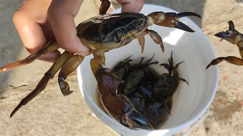 😳 खेकडी🦀पकडण्याची जुनी पद्धत मित्रांसोबत पकडलेली खेकडी Crab