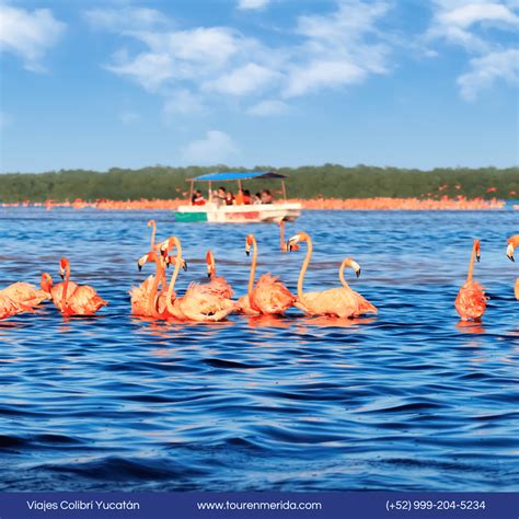 Temporada De Flamingos En Yucatán Con Fotos Viajescolibriyucatan