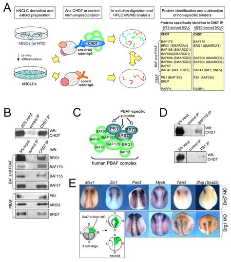 Chd Interacts With The Pbaf Complex In Neural Crest Cells A