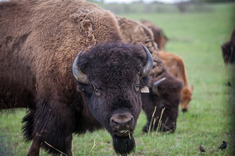 Usask Awarded M To Help Revive North American Bison Population