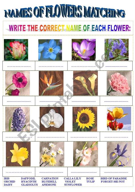 Flower Pictures With Names Best Flower Site