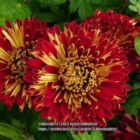 Spray Mum Chrysanthemum Karen Taylor