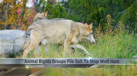 Animal Rights Groups File Suit To Stop Wisconsin Wolf Hunt Youtube