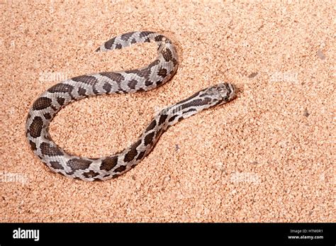 Juvenile Rat Snake Hi Res Stock Photography And Images Alamy