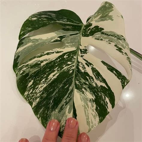 Monstera Obliqua Hele Plante FINN Torget