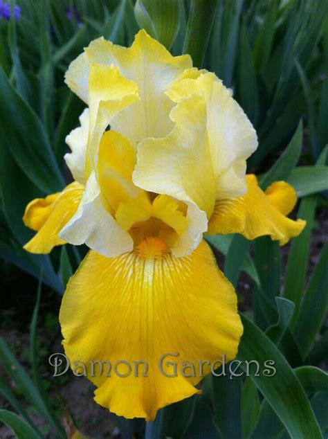 Photo Of The Bloom Of Tall Bearded Iris Iris Rustler Artofit