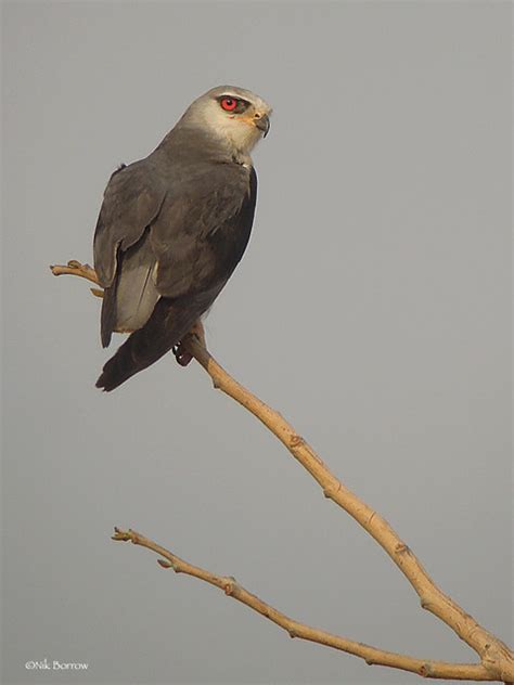 Black Winged Kite Elanus C Caeruleus Nasia Swamp Ghana Flickr