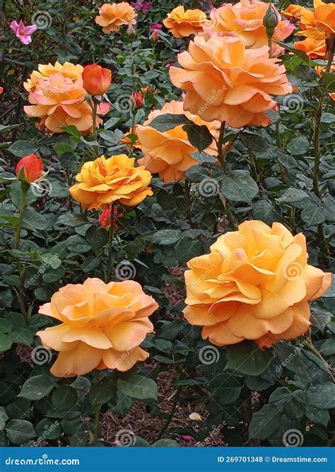 Orange Yellow Hybrid Tea Rose Called Good As Gold. Stock Photo - Image ...