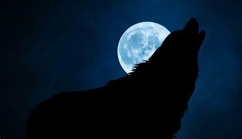 Why Do Dogs Howl At The Moon The Factual Doggo