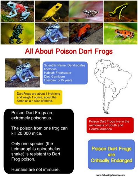 Poison Dart Frog Stem Activity Steamsational