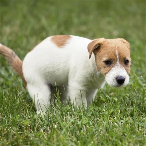 Los Cachorros Pueden Morir De Diarrea