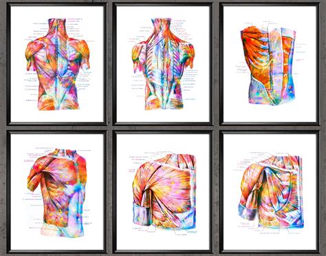 6 Torso Muscles Anatomy Poster Muscular System Watercolor Art Medical