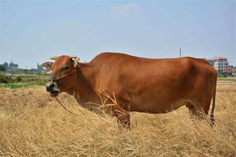 養殖戶要如何提高肉牛的食慾以便快速增肥添膘 每日頭條